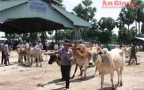 An Giang: Khó kiểm soát tình trạng nhập trâu bò qua biên giới