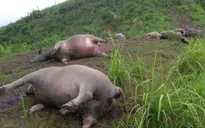 Hà Giang: Dân thiệt hại gần tỷ đồng do trâu chết vì sét đánh