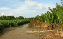Triều cường dâng cao gây vỡ tràn nhiều đoạn bờ bao ở Cù Lao Dung