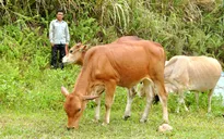 Vũng Tàu: Báo động tình trạng mất trộm bò của người dân
