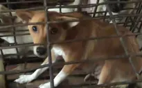 Phú Yên: Táo tợn nạn trộm chó ở làng quê
