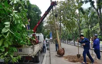 Hà Nội thanh tra toàn diện việc thực hiện thay thế cây xanh