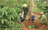 Tây Nguyên: Diện tích trồng hồ tiêu tăng mạnh