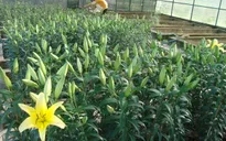 Đăk Nông trồng nhiều giống hoa mới phục vụ Tết