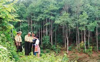 Dịch vụ môi trường rừng - Thành tựu nổi bật trong bảo vệ và phát triển rừng
