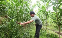 Hộ nghèo được vay lãi suất 1,2%/năm để trồng rừng, chăn nuôi