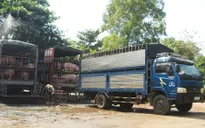 Điểm báo sáng 15/12: Trung Quốc ồ ạt thu mua heo