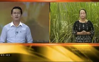 Quảng Trị: Người dân gặp khó vì cà phê chín sớm