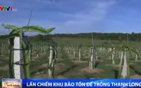 Nông dân Bình Thuận ngang nhiên lấn chiếm khu bảo tồn để trồng thanh long