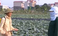 Sử dụng thuốc trừ sâu tràn lan: Do đâu?