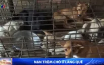 Trộm chó ngày càng manh động, liều lĩnh
