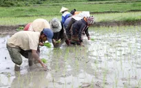 Bắt đầu xả nước đổ ải vụ Đông Xuân