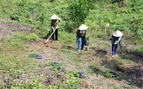 Ninh Thuận trồng rừng bằng giống cây trồng mới