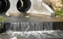 1,3ha rừng ở Tây Ninh bị chết vì nước xả thải