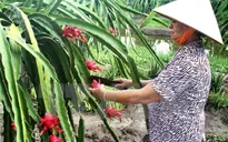 Vĩnh Phúc công bố chứng nhận đăng ký nhãn hiệu Thanh Long ruột đỏ