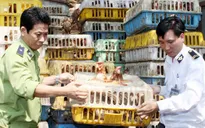 Quảng Trị: Bắt gần 1 tấn gà nhập lậu từ Lào về Việt Nam