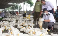 Thành lập 6 đoàn kiểm tra liên ngành ATVSTP dịp Tết Nguyên đán