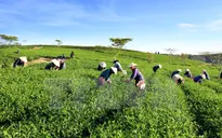 Chè Lâm Đồng đạt tiêu chuẩn xuất khẩu sang châu Âu, Đài Loan (Trung Quốc)