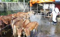 Hà Tĩnh: Tiêu hủy 18 con lợn bị lở mồm long móng