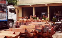 Đồng Nai: Bắt vụ vận chuyển hàng chục m3 gỗ lậu
