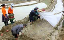 Bắc Bộ trời rét, vùng núi xuống 11 độ C