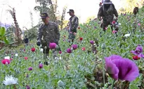 Myanmar, Thái Lan hợp tác tăng cường kiểm soát ma túy