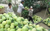 Giá bưởi da xanh ở Tiền Giang tăng mạnh, nhà vườn lãi cao