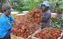 Đồng Nai: Nhiều loại trái cây được giá cao vì vào mùa chậm