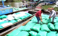 Lập đoàn kiểm tra thu mua tạm trữ lúa gạo