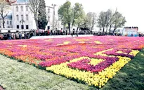 Chiêm ngưỡng thảm hoa tulip lớn nhất thế giới