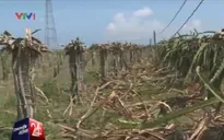 Bình Thuận: Nông dân sững người trước việc thanh long chết đồng loạt