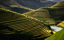Vietnam's rice terraces in Nat Geo top photo entries