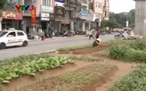Người dân Thủ đô trồng rau sạch dưới chân tuyến đường sắt trên cao