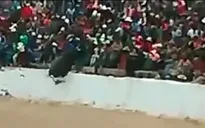Kinh hoàng bò tót lao lên khán đài húc khán giả