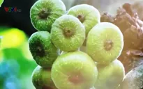 Quả Vả rừng - Món dân dã đáng nhớ của vùng núi Tây Bắc