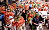 Nhiều biện pháp hỗ trợ nông dân tiêu thụ vải thiều