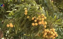 Vải sạch Bắc Giang tìm đường xuất khẩu