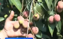 Ngày 30/5, Việt Nam xuất khẩu lô vải thiều đầu tiên sang Mỹ