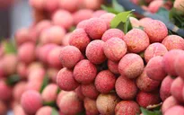 Vải thiều Việt Nam được thị trường nhiều nước đón nhận