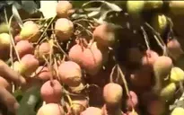 Thu hoạch sớm, người trồng vải thu nhập cao