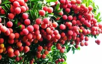 Australia cho phép nhập khẩu quả vải tươi từ Việt Nam