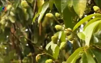 Xuất khẩu vải thiều gặp khó bởi công nghệ