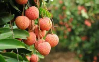 Xuất 1.000 tấn vải thiều/ngày qua cửa khẩu Lào Cai