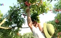 Người trồng vải thiều chủ động thị trường tiêu thụ