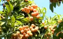 Xây dựng chuỗi liên kết tiêu thụ - Giải pháp nâng giá trị vải thiều