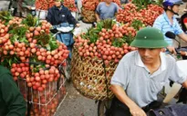 Bắc Giang: Vải thiều cuối vụ rớt giá bất thường