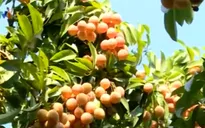 Vải thiều Hải Dương vươn tới thị trường Mỹ