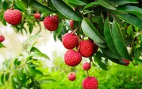 Xúc tiến tiêu thụ vải thiều tại các tỉnh phía Nam