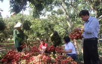 Lô vải thiều đầu tiên được xuất khẩu sang Mỹ