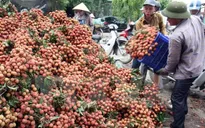 Xuất khẩu vải thiều chưa thể có đột biến